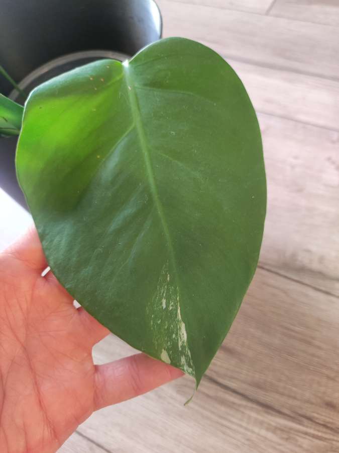 Monstera Deliciosa Variegata (regres) 3