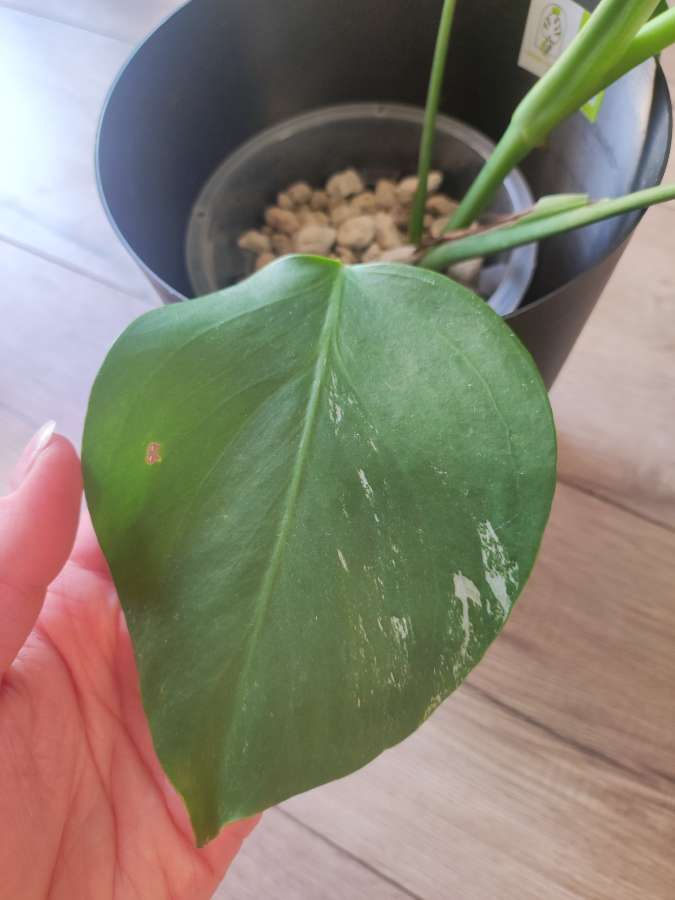 Monstera Deliciosa Variegata (regres) 4
