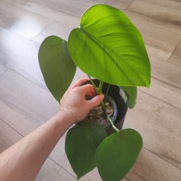 Monstera Deliciosa Variegata (regres)