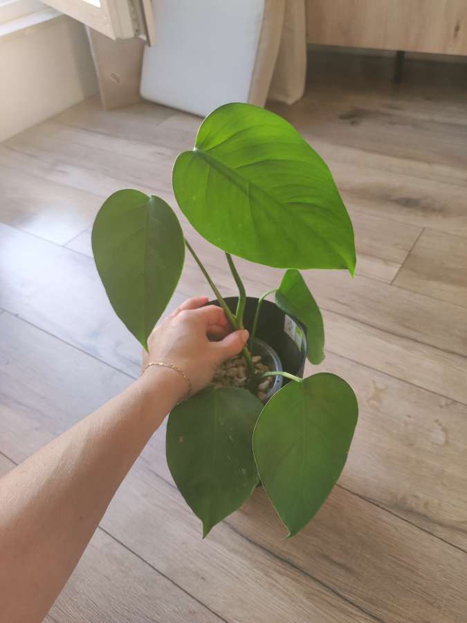 Monstera Deliciosa Variegata (regres) 2