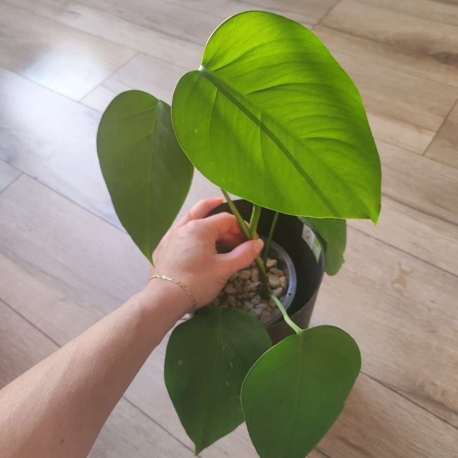 Monstera Deliciosa Variegata (regres)