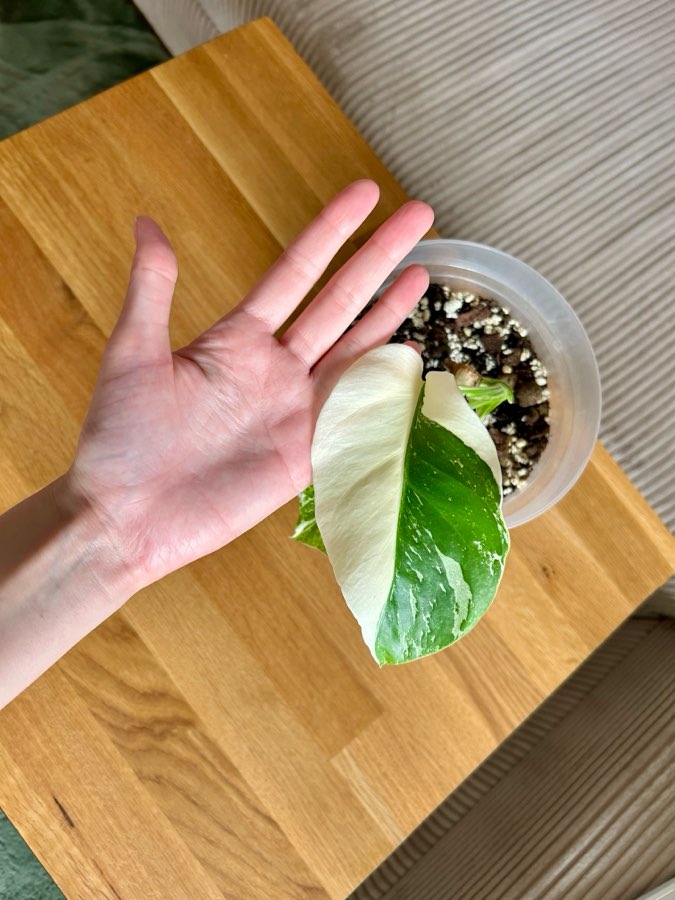 Monstera deliciosa variegata 4