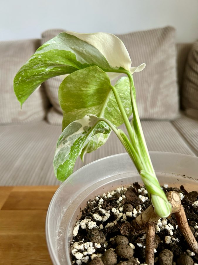 Monstera deliciosa variegata 2