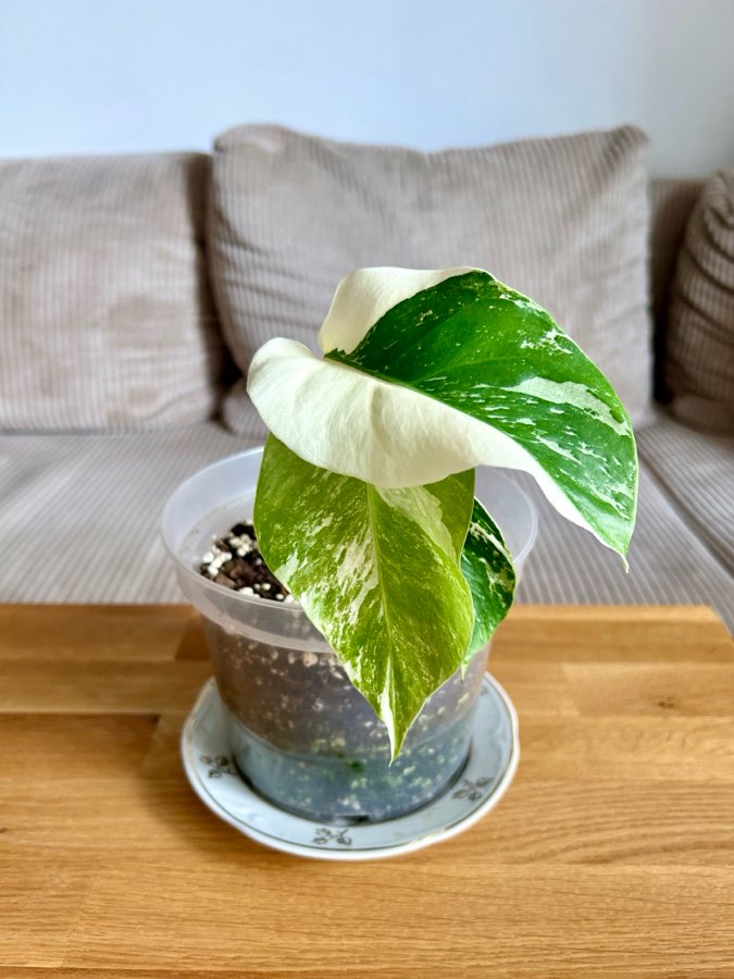 Monstera deliciosa variegata 5