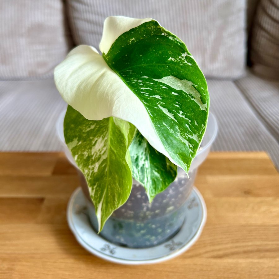 Monstera deliciosa variegata