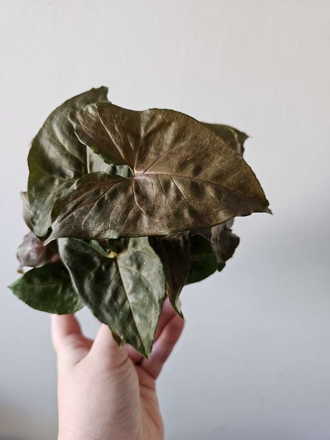 Syngonium maria 2