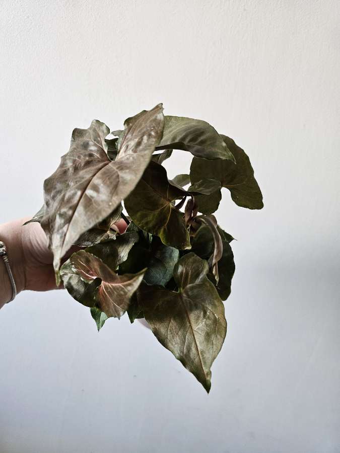 Syngonium white butterfly 3