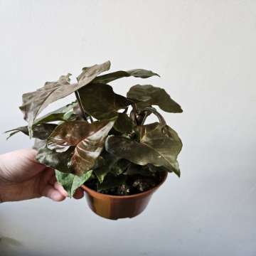 Syngonium white butterfly