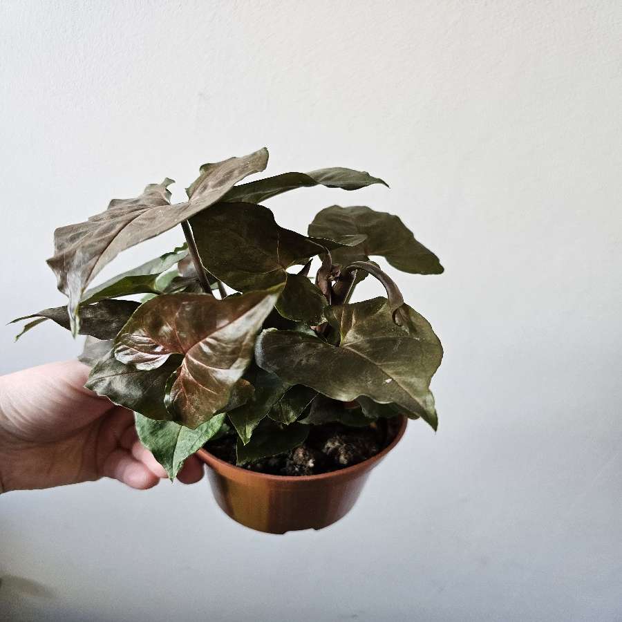 Syngonium maria