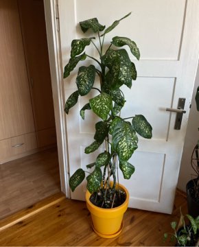 Dieffenbachia seguine Tropic Rain duża roślina 160cm