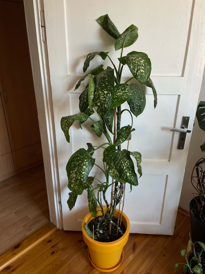 Dieffenbachia seguine Tropic Rain duża roślina 160cm 2