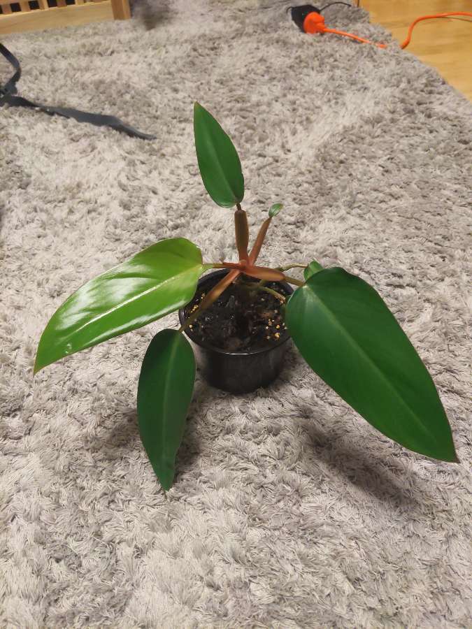 Filodendron czerwieniejący 4