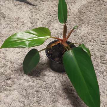 Filodendron czerwieniejący