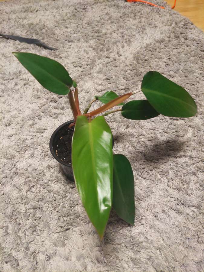 Filodendron czerwieniejący 3
