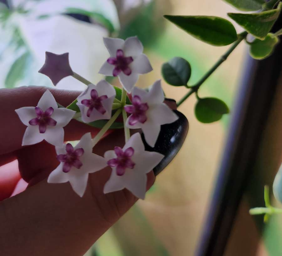 Hoya Bella Albomarginata 5