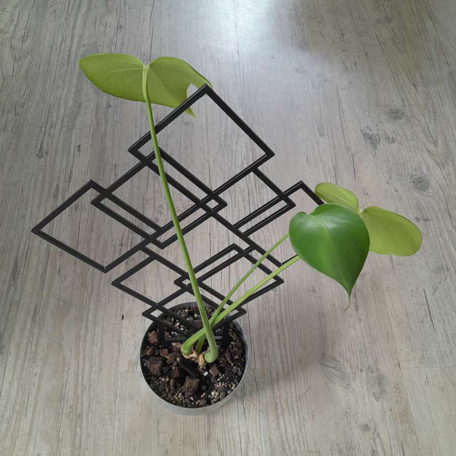 Monstera + podpórka 3