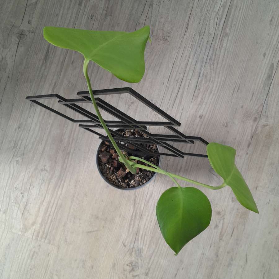 Monstera + podpórka 4