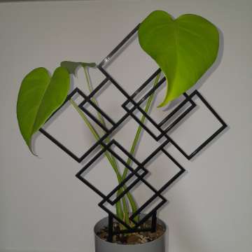 Monstera + podpórka