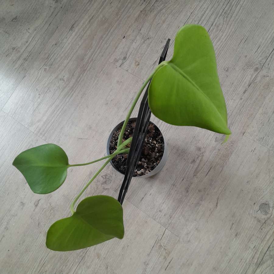 Monstera + podpórka 2