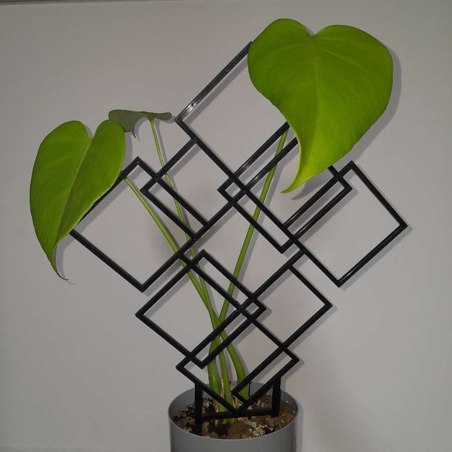 Monstera + podpórka