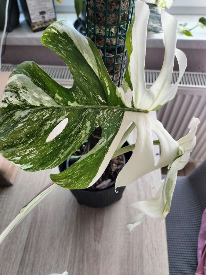 Monstera variegata 3