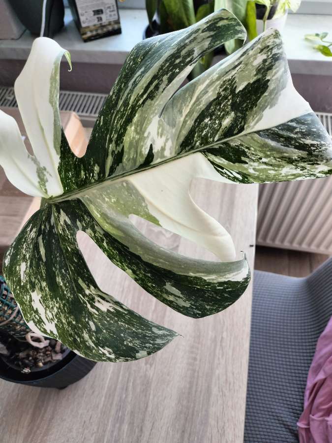 Monstera variegata 4