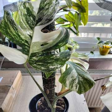 Monstera variegata