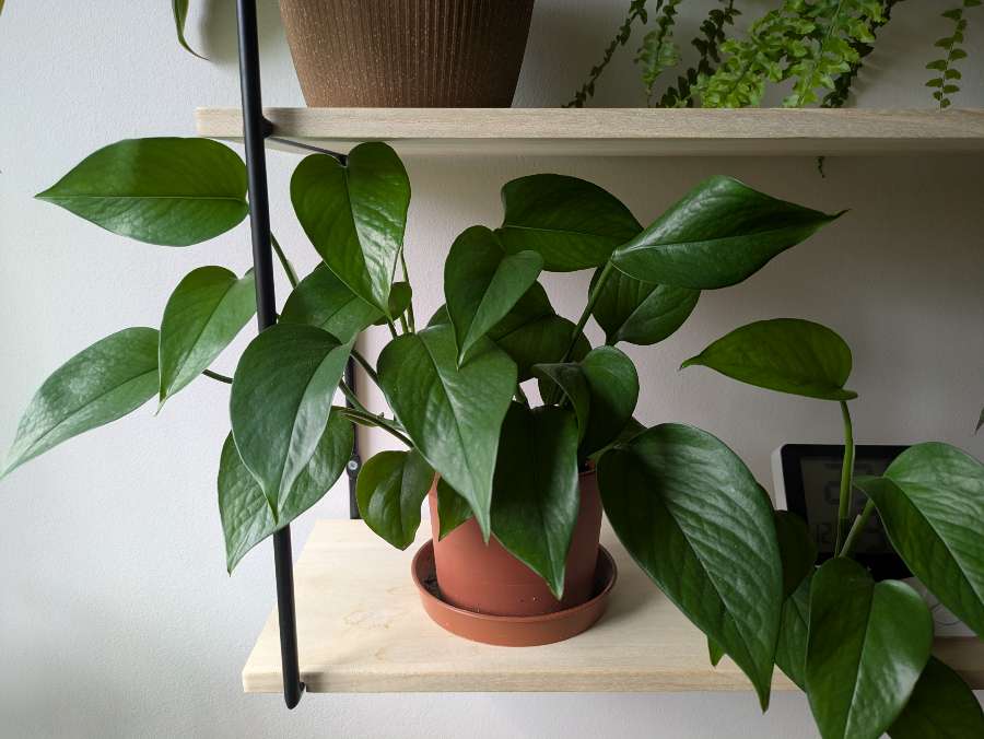 Epipremnum w regresie 2