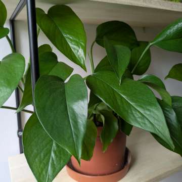 Epipremnum w regresie