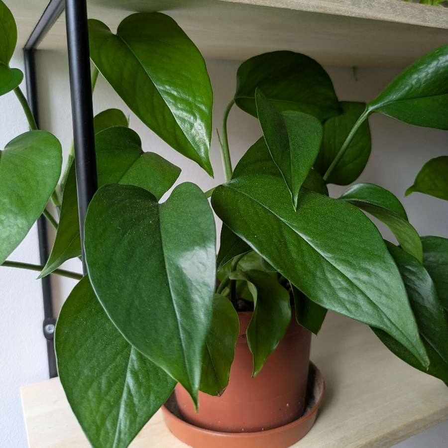 Epipremnum w regresie