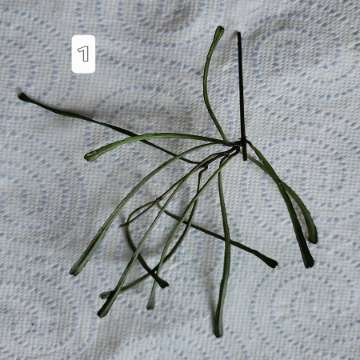 Hoya retusa