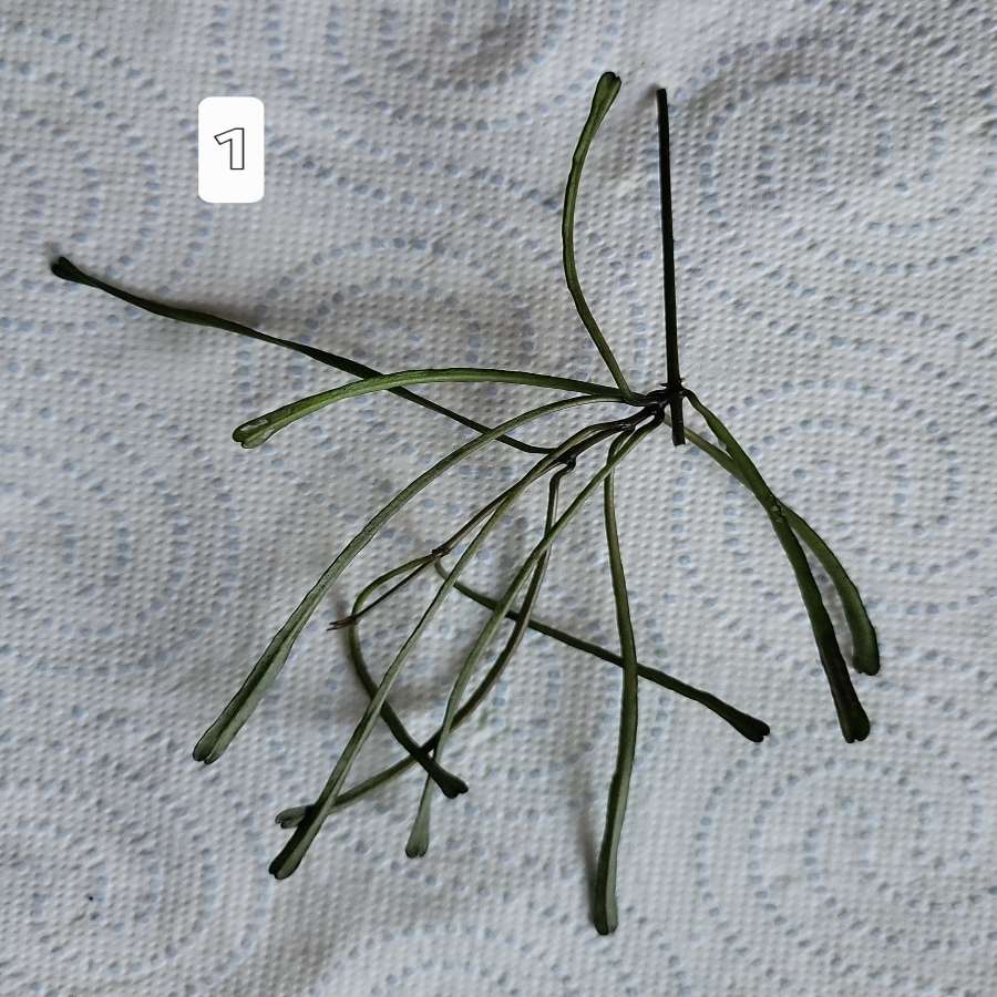 Hoya retusa