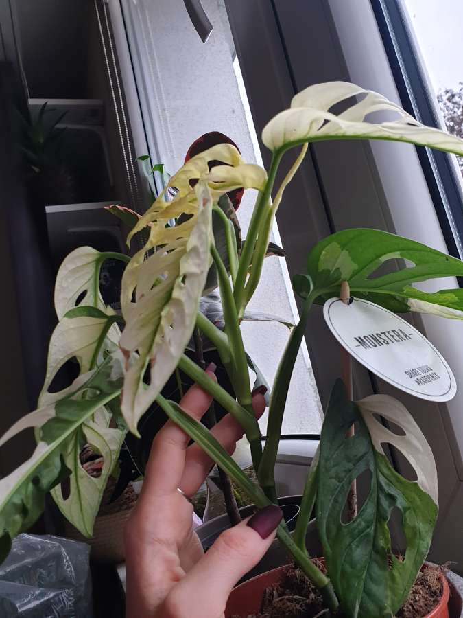 Monstera monkey varie 5