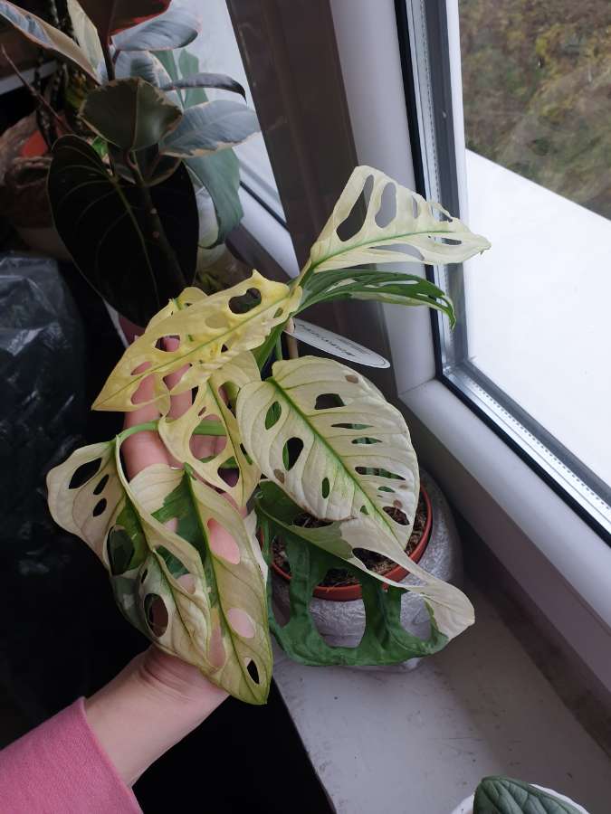 Monstera monkey varie 3