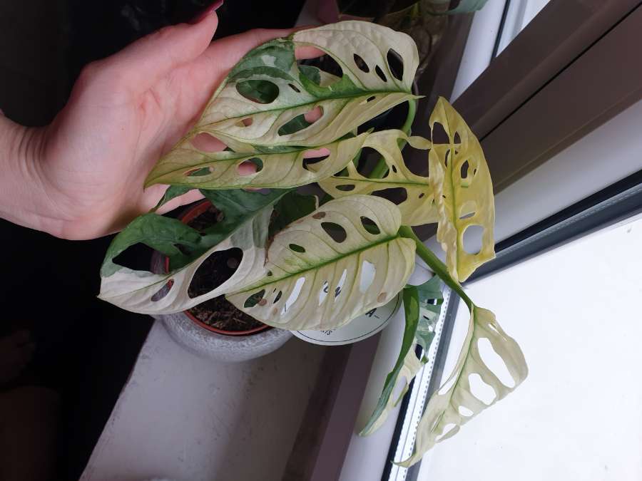Monstera monkey varie 2