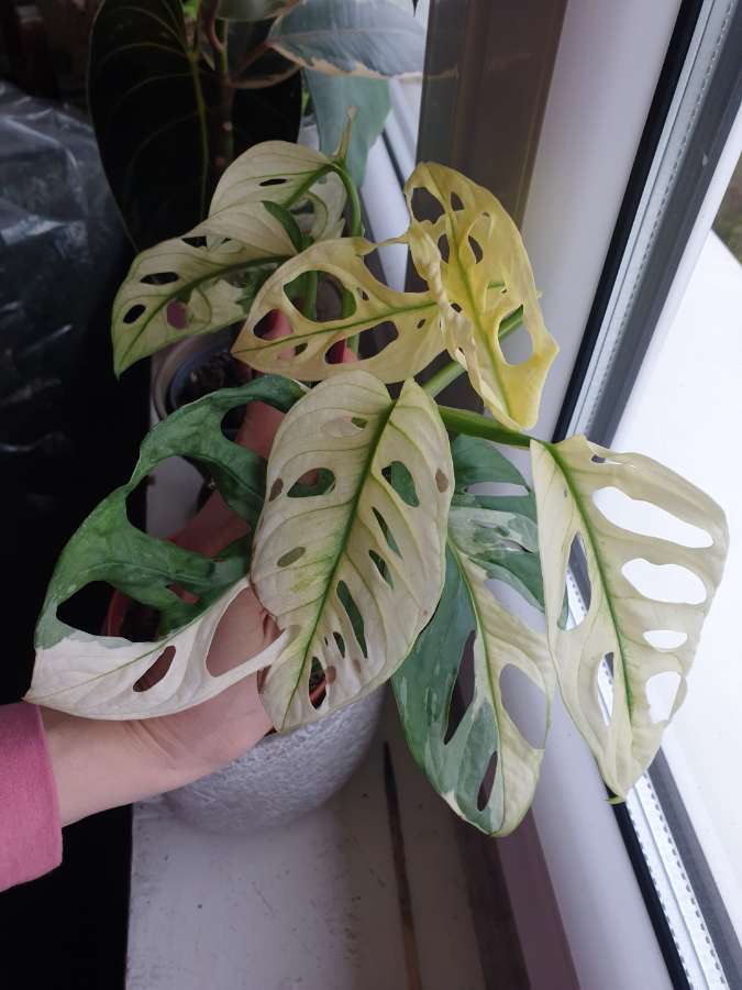 Monstera monkey varie 4
