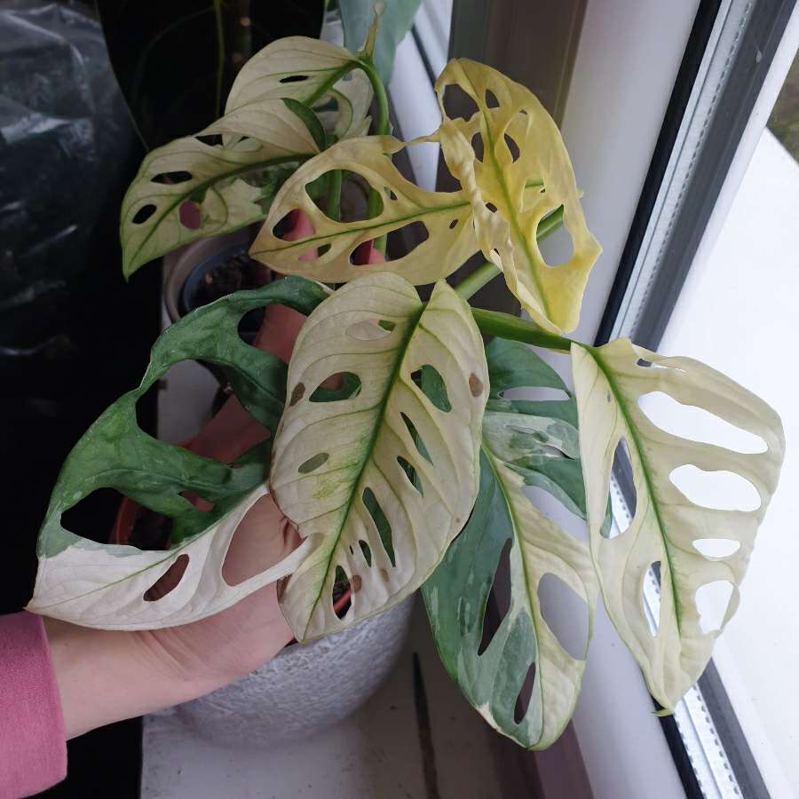 Monstera monkey varie