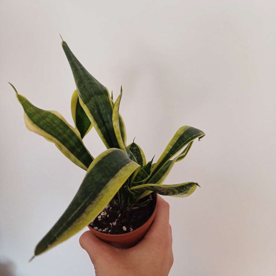 sansevieria gwinejska