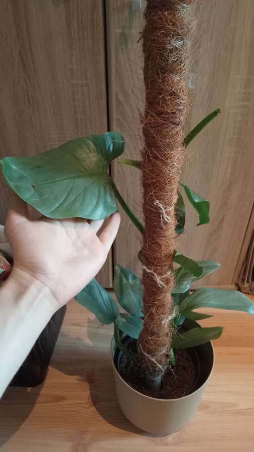 Philodendron hastatum silver sword 3