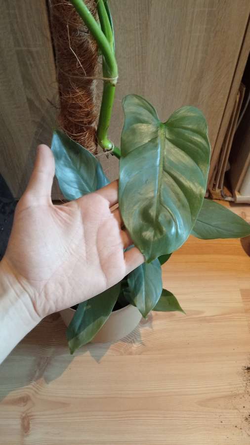 Philodendron hastatum silver sword 2
