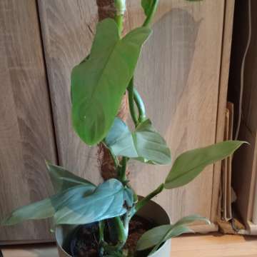 Philodendron hastatum silver sword
