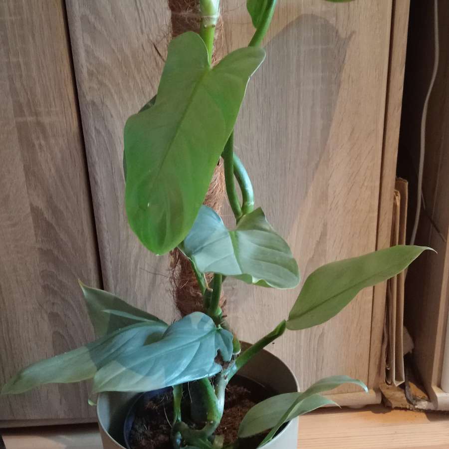 Philodendron hastatum silver sword