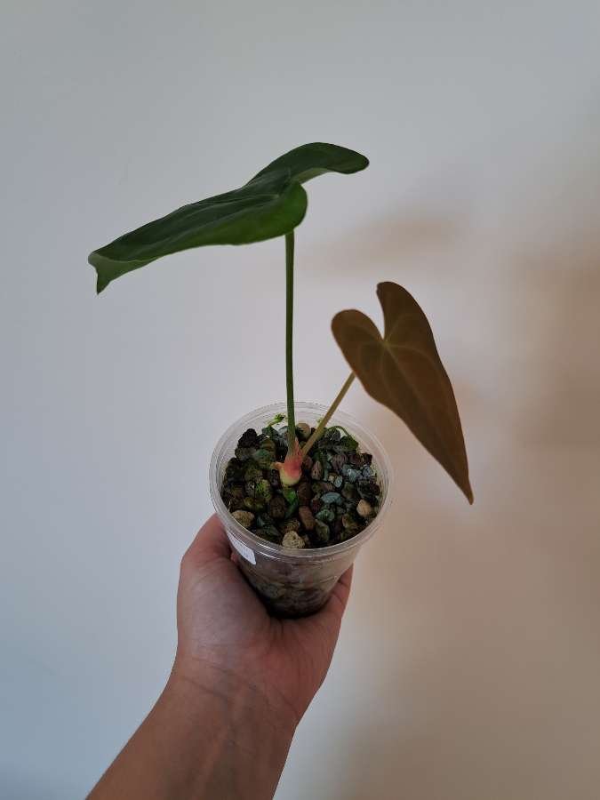 Anthurium forgetii x nigrolaminum Gigi 3