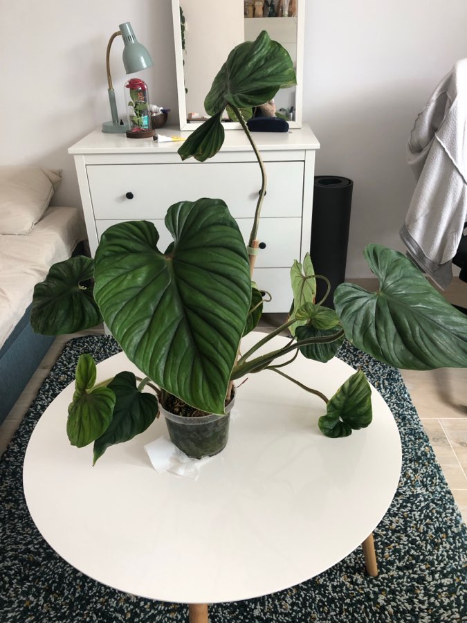 Philodendron Plowmanii 2