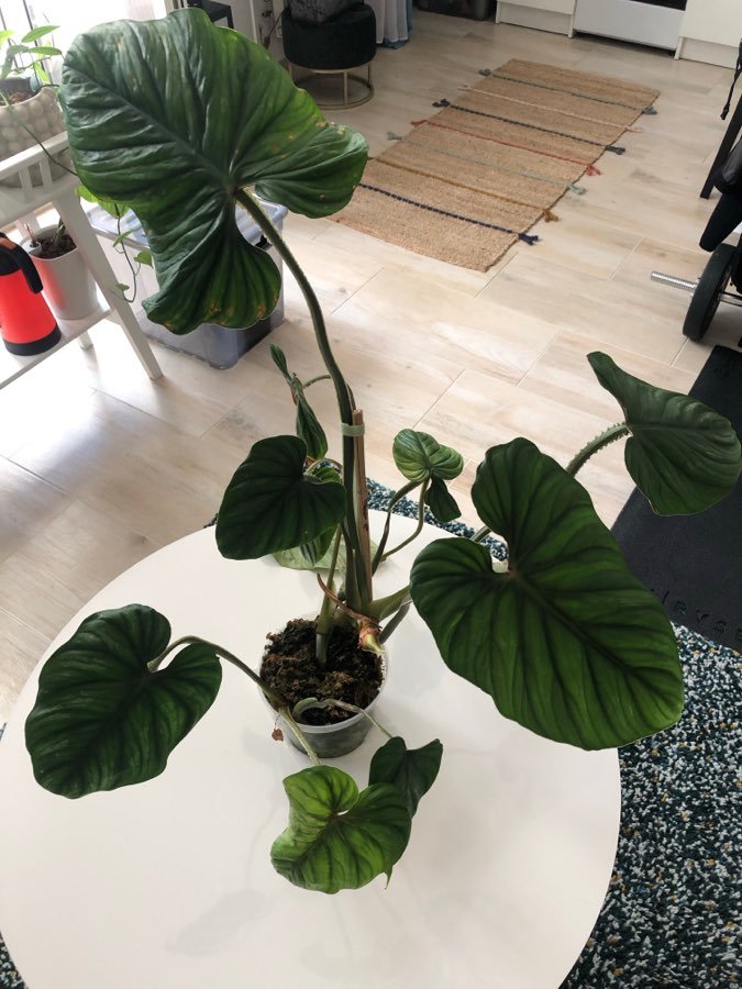 Philodendron Plowmanii 3