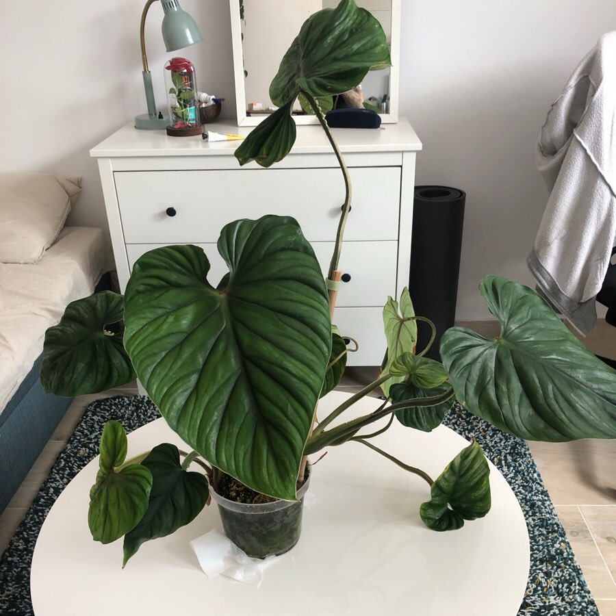 Philodendron Plowmanii