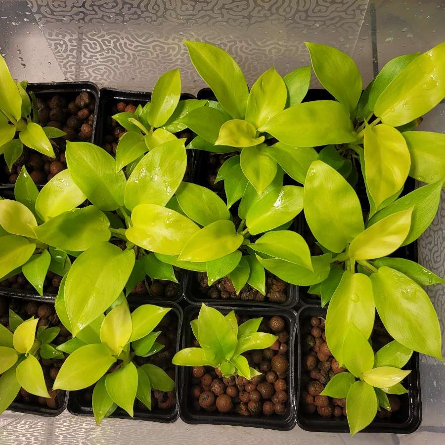 Philodendron Moonlight