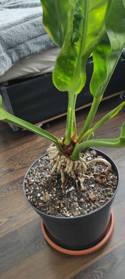 Anturium Jungle King 2