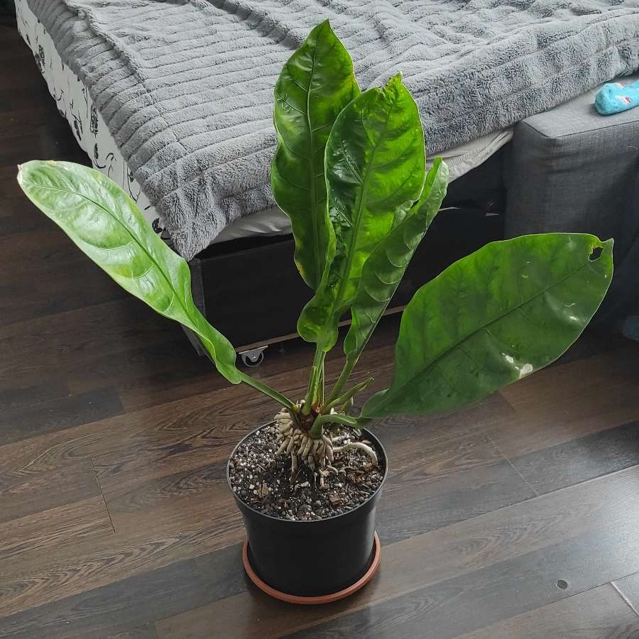 Anturium Jungle King