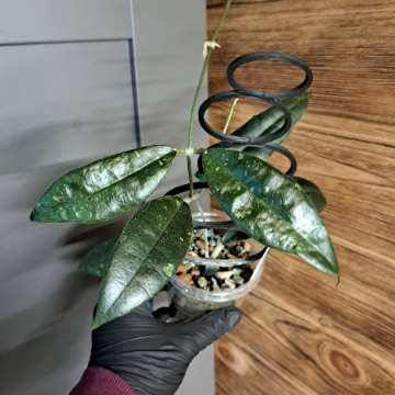 Hoya finlaysonii Panggha